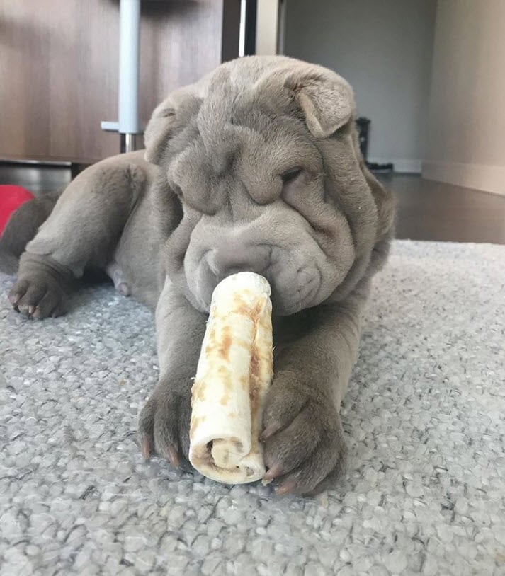 Illustration de l'article : 17 photos de chiens Shar-Pei prouvant qu'une peau plissée peut être la plus jolie des choses
